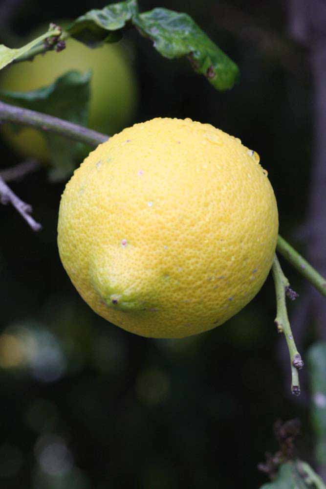            Fruit (Riverside, CA)   